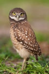 Athene-cunicularia;Birds-of-Prey;Burrow;Burrowing-Owl;Nest;predator;predatorily;